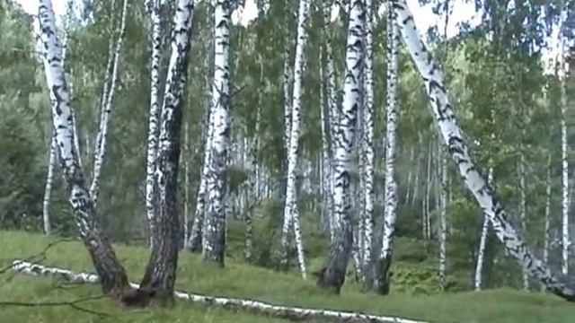 Берёзовая роща в Телебукино Рязанской области смотреть онлайн
