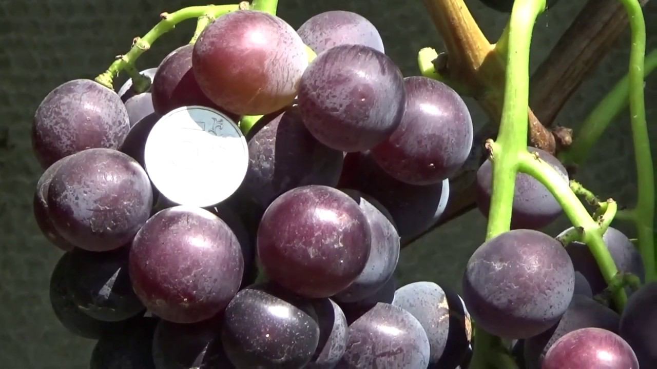 Японские сорта винограда смотреть онлайн