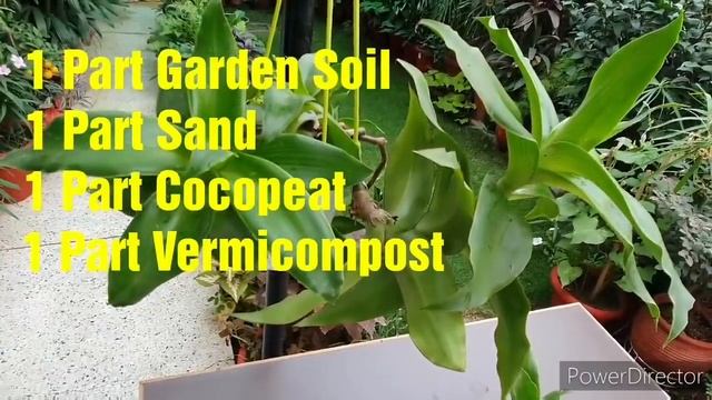 Perfect plant for hanging basket with amazing foliage Callisia Fragrans/Chain Plant// Ultimate care смотреть онлайн