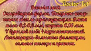 Demodex canis