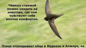 Видеоролик Черный стриж птица 2014 года