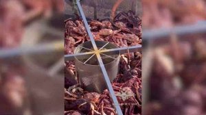 Крупная «рыба» погорела на крабе в Приморье