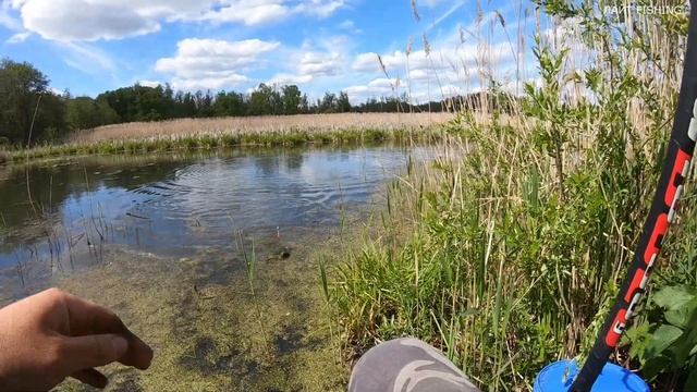 КИЛОГРАММОВЫЕ КАРАСИ НА ПОПЛАВОК. Настоящий жор КАРАСЯ!! Рыбалка на поплавок смотреть онлайн