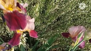 Марина Иванова.Приходит барон с мамой.Интересненько.