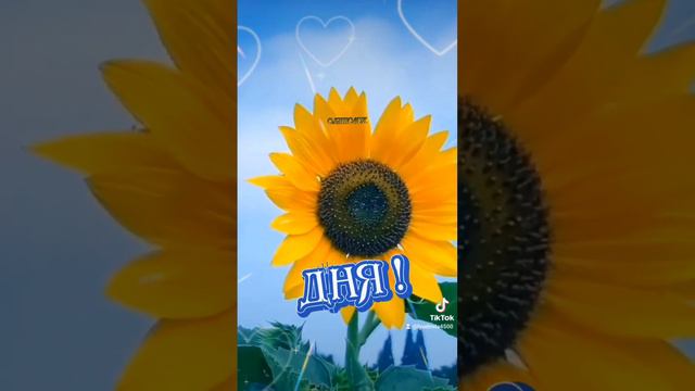 Пусть ваше утро будет добрым , а день удачным ! 😍💛#доброеутро #пожелания #пожеланиедлядрузей
