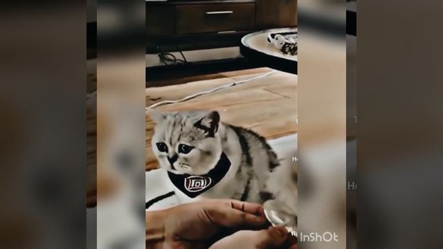 я серовно. люблю котиков но в этом видео очень стало грустно если любишь видео про котиков дай лайк смотреть онлайн
