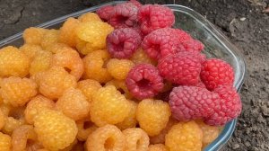 Малина Жёлтый Гигант Рем сорт//Малина красная длительного срока созревания//Купить саженцы малины