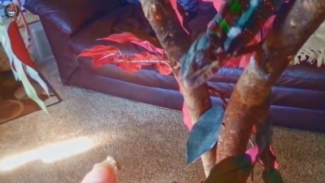 Teemo the Red Chameleon - Alien or Lizard? смотреть онлайн