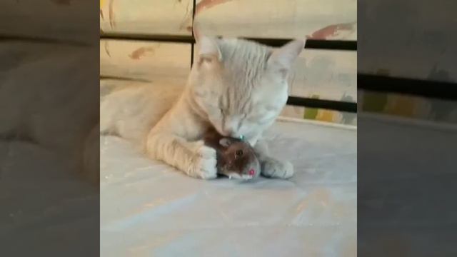 Котик с мышкою дружил смотреть онлайн