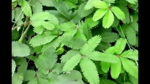 Вьетнамские живые растения