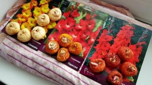 VLOG:  На ДАЧУ / Новая ПРИЧЕСКА / СОРТА ГЛАДИОЛУСОВ / Купил МЕТЕЛЬЧАТУЮ ГОРТЕНЗИЮ