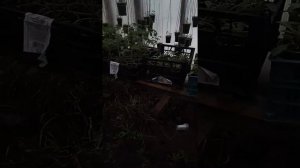 Пользование серной шашкой бывает опасная для вашей растений.