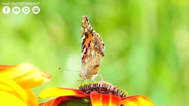 Yспокаивающая музыка для нервов ? лечебная музыка для сердца и сосудов, релакс, музыка для души #22 смотреть онлайн