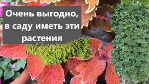 Декоративно-лиственные растения украсят любой сад.Часть 2.
