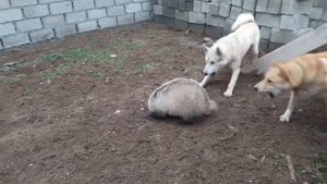 Мои лайки Натаска на борсука