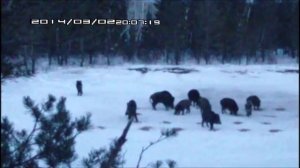Охота на прикормочных площадках и полях с вышки на кабана и косулю