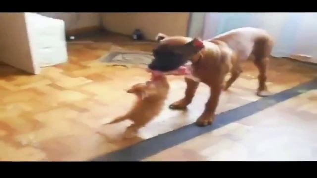 Собаке снится страшный сон,БЕЖАТЬ,БЕЖАТЬ!!! смотреть онлайн