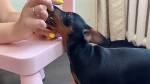 Цвергпинчер - 3 месяца. Mini Pinscher - The first 3 months of life.