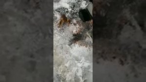 Рыбалка Белоярка,рак