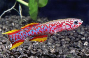 Фундулопанхакс Гарднера содержание в общем аквариуме! Делюсь своим впечатлением содержания Килли!