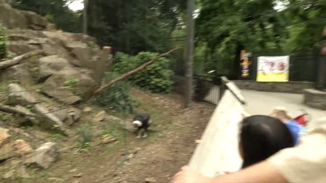 Another Thing Brandywine Zoo смотреть онлайн