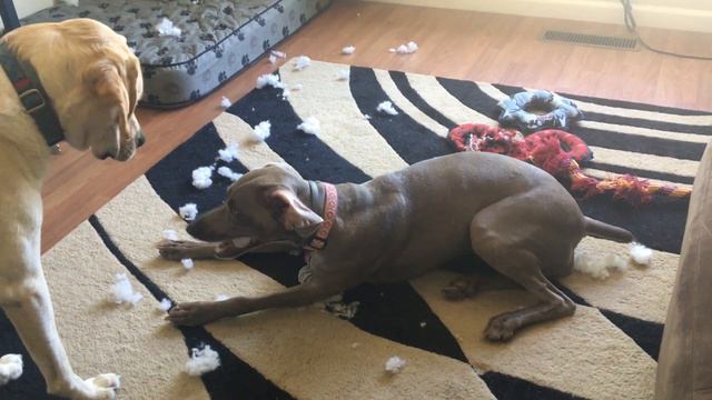 Weimaraner and Labrador Making a Mess смотреть онлайн