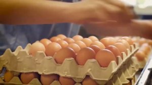Интересные факты о ЯЙЦАХ. Куриные яйца - вред и польза