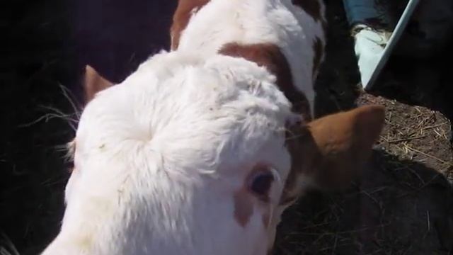A young bull calf, such super duper!!! - Молодой бычок, такой классный, лапочка!!! смотреть онлайн