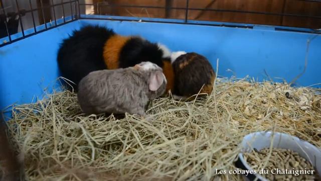 Bébés us teddy de Toscane 5 juin 2015 смотреть онлайн