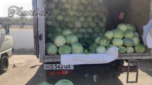 Оптовый рынок тыквы / Wholesale pumpkin market