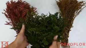 Стабилизированный Солидаго, зеленый, желтый, бордовый