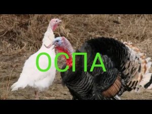 У индюков болячки и шишки на голове//оспа//чем обрабатывать