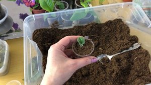 Стрептокарпусы. Пересадка деток