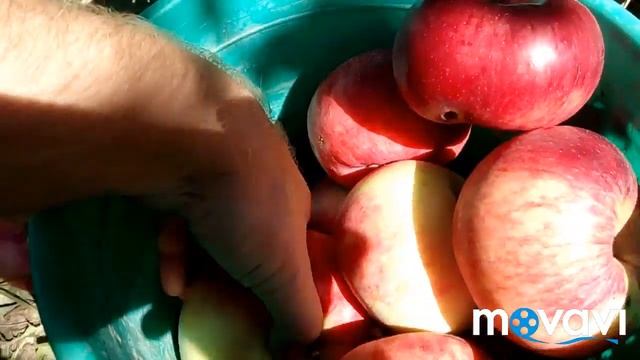 (1) На даче урожая яблоки большой яблока 14 08 2019 смотреть онлайн