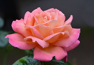 Ғазалиёти Фораси Бухороӣ. Дар қироати Маҳмудҷон Воҳидов. Сабти соли 1967