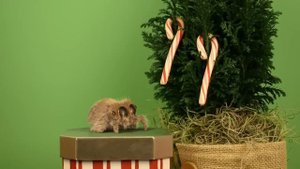 Lucas the Spider - Don't Eat Me - Short