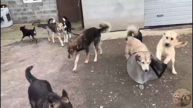 VLOG| Осенняя пора| Приют Дружок Липецк| Autumn time| Druzhok Shelter Lipetsk смотреть онлайн