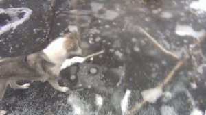 установка капкана на куницу.