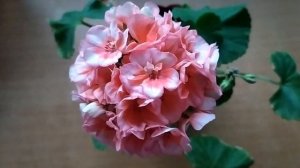 Для обильного цветения пеларгонии ! Секреты полива пеларгонии. Подсохший край листа .4 причины.