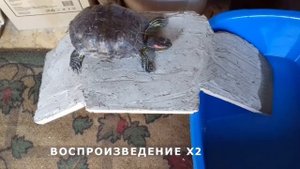 Водоём и трап для красноухой черепахи