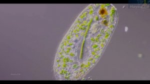 Жизнь и Исход✌Микроорганизм растворился в пустоте