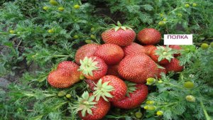 КЛУБНИКА (ЗЕМЛЯНИКА) ПОЛКА , ОПИСАНИЕ  СОРТА