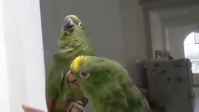 Замечательный дуэт!!!! Два попугая орут песни смотреть онлайн