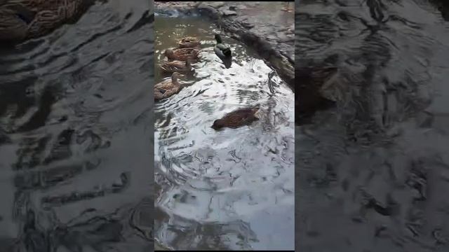 Сафарипарк