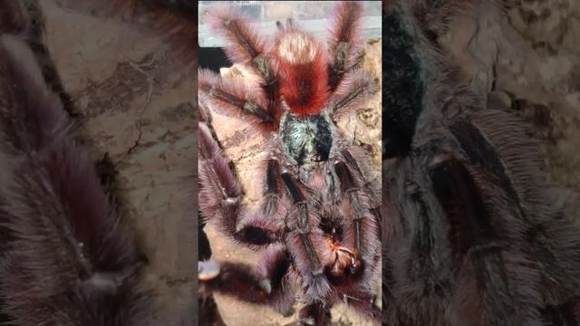 Красивый паук птицеед. Caribena versicolor. Первый этап разведения пауков на ферме Arachnoforbes