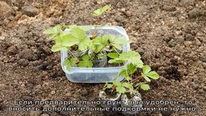 Как посадить землянику