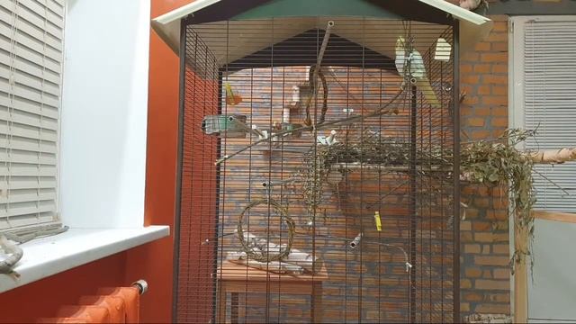 Стрим. Как научить попугая говорить? смотреть онлайн