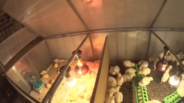 Как вырастить Цыплят бройлеров РОСС 308 ( 21 ДЕНЬ ) ПОСТРОИЛ ИНКУБАТОРНУЮ смотреть онлайн