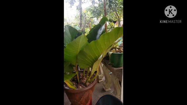 Looking for my reservation plant.. смотреть онлайн