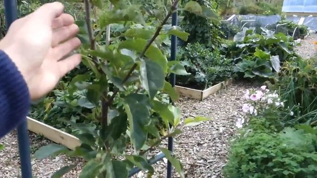 Garden Transformation: A Year in Review + Plans for 2023 ? смотреть онлайн